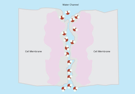 Figura 7: Las proteínas de acuaporinas en la membrana solamente permiten que moléculas con forma y carga de moléculas de agua pase libremente.