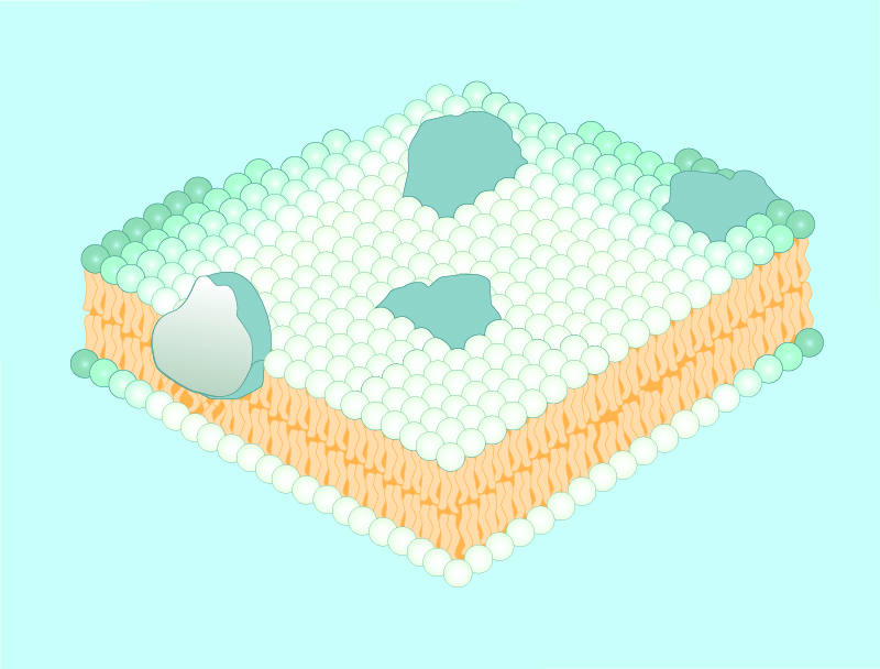 Figure 3: Cell membrane proteins float in a sea of phospholipids.