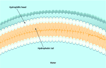 Figure 5: Phospholipids arrange themselves so that the hydrophobic tails are end-to-end and the hydrophilic heads point outward toward the cell exterior on one side and the cell interior on the other.