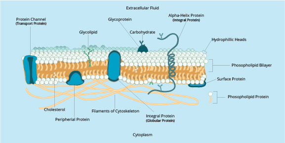 Figure 6: Many types of proteins are mingled throughout the cell membrane.