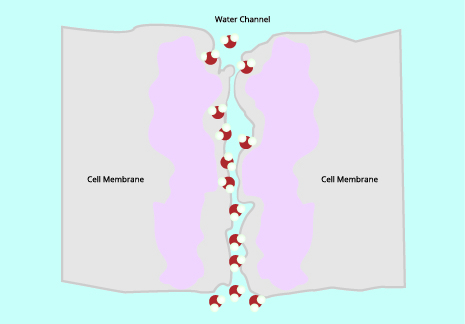 Figure 7: Aquaporin proteins in the membrane allow only molecules that are shaped and charged like water molecules to pass freely.