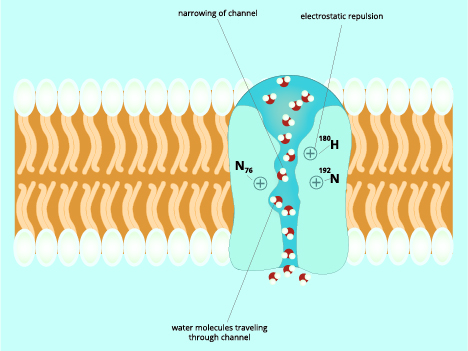 Figure 8: Aquaporins allow molecules like urea, ammonia, and alcohol to pass through at a much slower rate than water molecules.