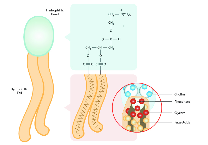 Figure 4: The unique structure of the phospholipids that make up the cell membrane causes it to be amphipathic.