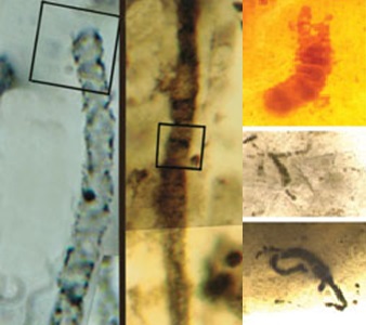 Figura 2: Las dos imágenes a la izquierda fueron descritas por Schopf como una representación de microfósiles fotosintéticos (Schopf et al., 2002) mientras que otros sugirieron de que la imágenes a la derecha no eran fósiles, aunque se miran bien similar (Brasier et al, 2002). Esto llevo a dudas acerca de que si las estructuras identificadas por Schopf de verdad representaban las primeras formas de vida.