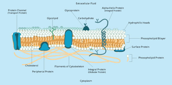 Figure 1: Many types of components are mingled throughout the cell membrane.