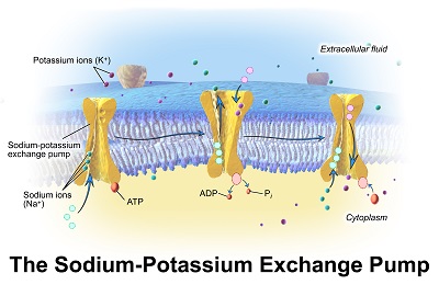 Figure 6: The sodium-potassium (Na+/K+) antiport actively pumps sodium from inside the cell to the outside while also pumping potassium into the cell.