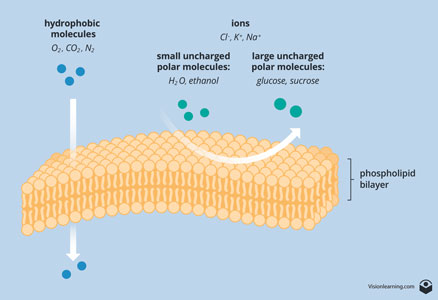 Figure 2: Non-polar molecules like oxygen and nitrogen diffuse through a membrane, whereas polar molecules and charged ions do not diffuse through a membrane.