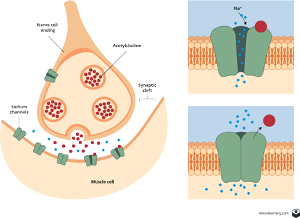 Figura 7: Una neurona libera acetilcolina en el musculo causando que la puerta del canal de sodio se abra y que los iones de sodio entren a las células debido al gradiente de sodio. 