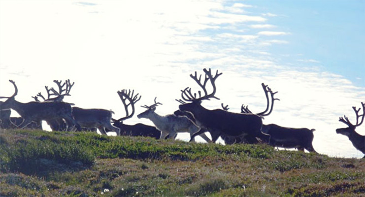 Figure 1: St. Matthew Island reindeer.