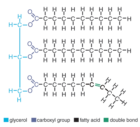 Figure 3: A fat molecule showing its component parts: the glycerol, carboxyl groups, and fatty acids. From Harrigan, G.G., Maguire, G., and Boros, L. 2008. Metabolomics in alcohol research and drug development. Alcohol research Health, 31(1): 27-35.