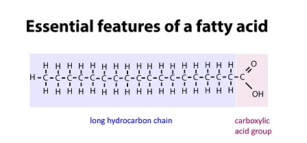 Figure 5: The essential features of a fatty acid showing the long hydrocarbon chain and the carboxylic acid group.