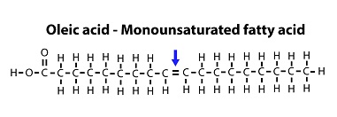 Figure 6: A mono-unsaturated fatty acid.