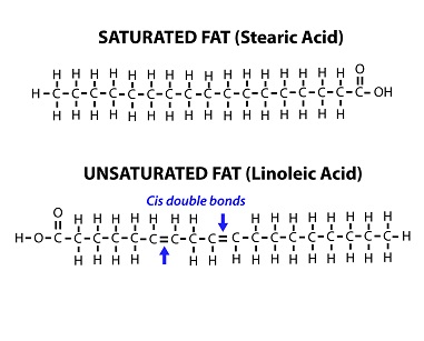 Figure 7: A comparison of a saturated fatty acid (stearic acid, found in butter) and an unsaturated fatty acid (linoleic acid, found in vegetable oil).
