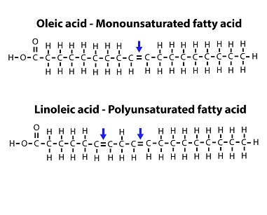 Figure 8: A comparison of the bonds in a monounsaturated fatty acid (oleic acid) and a polyunsaturated fatty acid (linoleic acid).