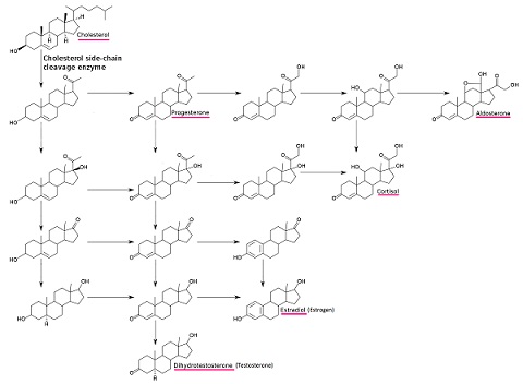 Figure 15: A chart of the steroid hormones and their biosynthetic relationships.