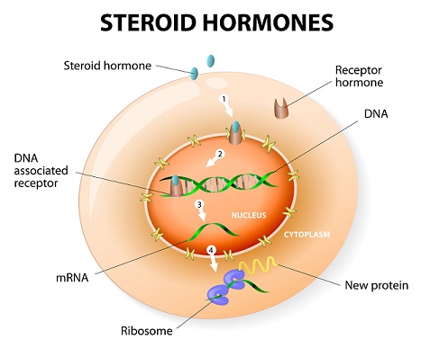 Figure 16: A steroid hormone receptor's mechanism of action.