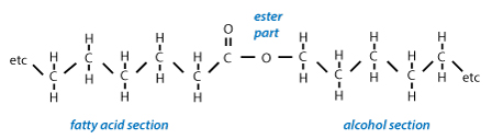 Figure 18: A wax molecule showing the long-chain alcohol and fatty acid.