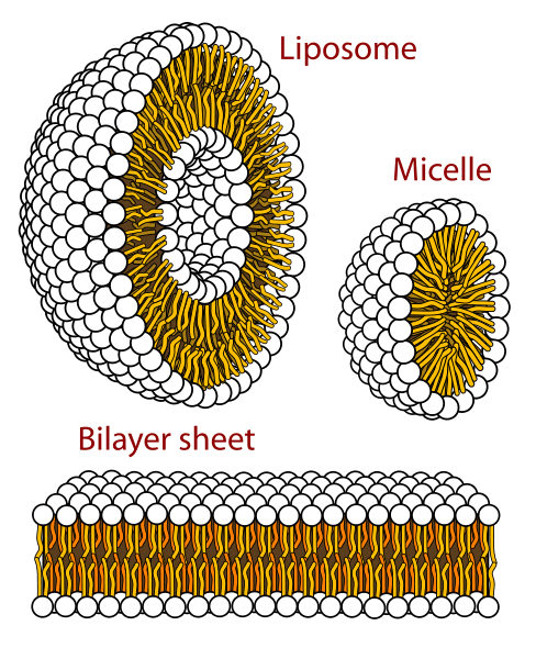 Figure 12: Three of the different structures phospholipids can form in an aqueous solution: micelle, liposome, and bilayer sheet. In this depiction, the hydrophilic heads are round and white and the hydrophobic tails are yellow wavy lines.
