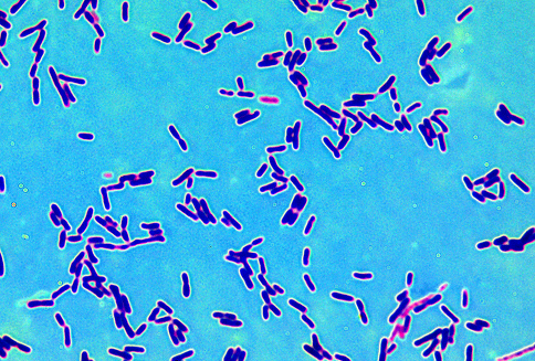 Figura 3: Lactobacilos