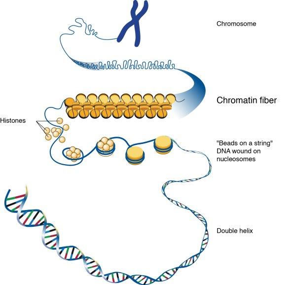 Figura 4: La sustancia dentro de las cromosomas, la cromatina consiste en ADN (información genética) y proteínas (llamadas histonas).