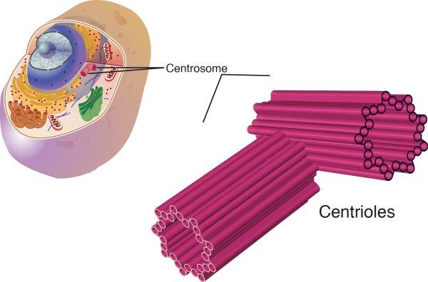 Figure 5: Illustration of a centrosome, which consists of two barrel-like centrioles (each made of tubulin) at right angles to each other.