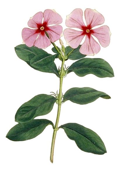 Figura 7: La planta de bígaro de Madagascar (Catharanthus roseus, llamada previamente Vinca rosea).