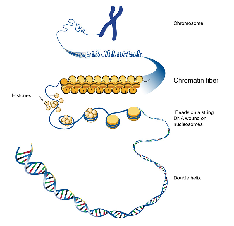Figure 4: The substance within chromosomes, chromatin, is made up of DNA (genetic information) and proteins (called histones).

