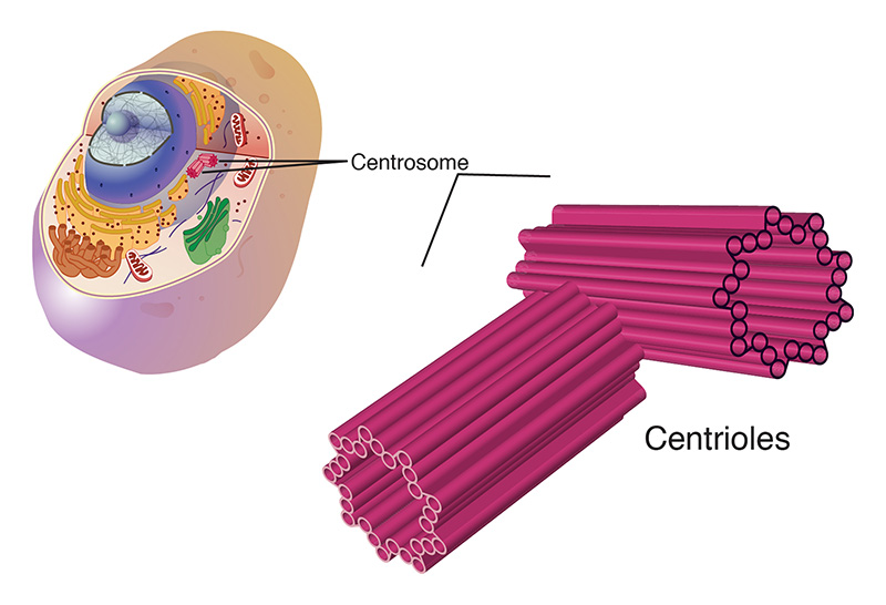 Figura 5: Ilustración de una centrosoma, el cual consiste de dos centriolos con forma de barril (cada uno consiste de tubulina) en ángulos derechos continuos.