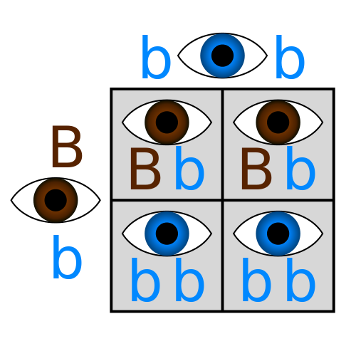 Figure 7: A Punnett square showing how eye color develops. Here, a brown-eyed parent and a blue-eyed parent produce 50% children with brown eyes (a dominant trait) and 50% children with blue eyes (a recessive trait).