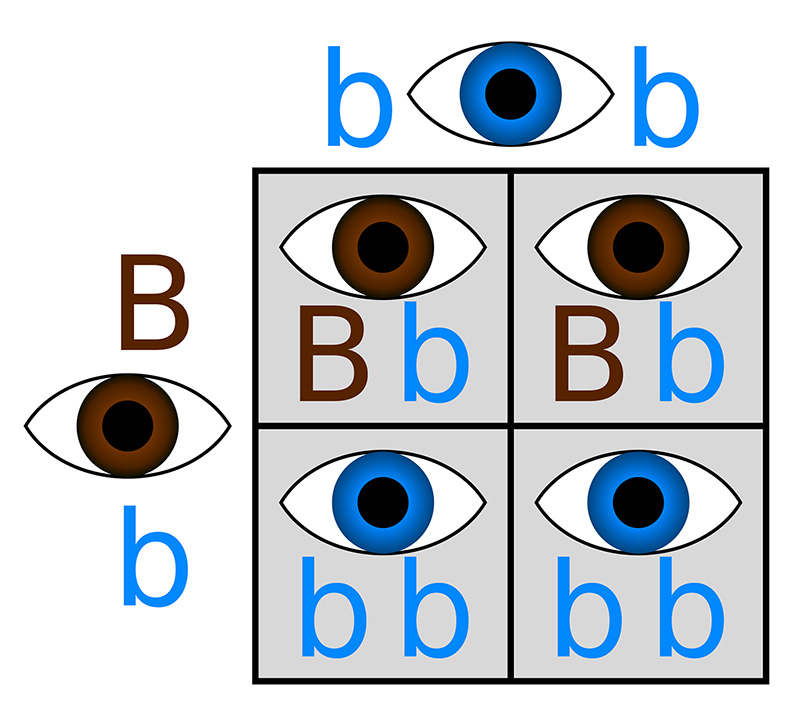 Figure 7: A Punnett square showing how eye color develops. Here, a brown-eyed parent and a blue-eyed parent produce 50% children with brown eyes (a dominant trait) and 50% children with blue eyes (a recessive trait).