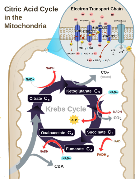 Figure 7: A diagram of the action inside a mitochondria, showing the Krebs cycle (also called the citric acid cycle) and the electron transport chain.