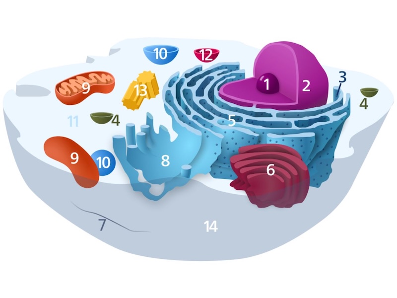 Figura 3: Diagrama de una célula animal típica. El número 9 indica las estructuras de las mitocondrias en la célula.
