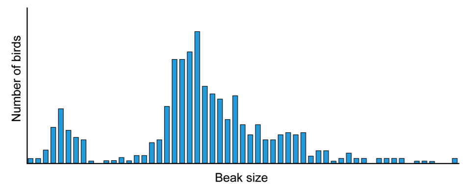 Figura 10: Distribución de tamaños relativos de picos entre tres especies de pinzones en Galápagos. Observe cómo hay dos poblaciones claras de pinzones: una con picos más pequeños y otra con picos más grandes. (Basado en Hendry et al., 2009.)