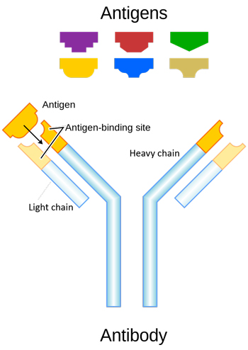 Figure 5: Schematic diagram of an antibody and antigens with light and heavy chains noted.