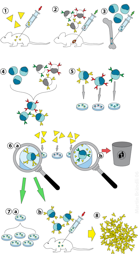 Figure 7: An illustration of the steps in creating the human B cell/mouse myeloma hybridoma. 
(1) Mouse immunized; (2) B-cells isolated from the spleen; (3) Myeloma cells cultivated;  (4) Myeloma and B-cells fused; (5) Cell lines separated; (6) Cell lines screened into those that bind with specific antigens (a) and those that do not (b);  (7) Multiplication of cells in vitro (a) or in vivo (b); (8) Antibodies harvested