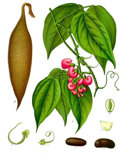 Figure 5: The African Calabar plant (Physostigma venenosum).  The bean, or seed, of the plant is shown at the bottom right (numbers 3 and 4).