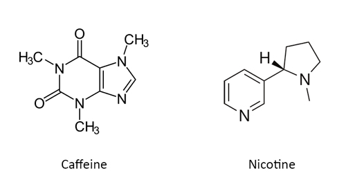 Figure 6: The ringed carbon structure is clearly visible in these two common alkaloids, caffeine and nicotine.
