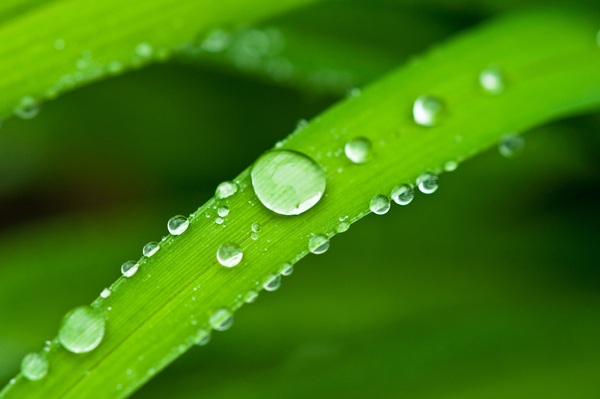 Figure 6: Dew drops on a leaf.