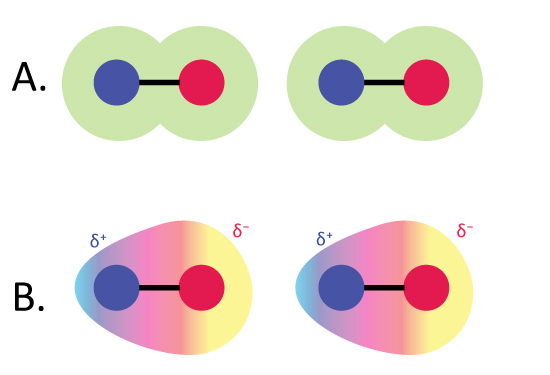 Figure 4: Two nonpolar molecules with symmetrical molecule distributions (panel A) can become polar (panel B) when the random movement of electrons results in temporary negative charge in one of the molecules, inducing an attractive (positive) charge in the other.