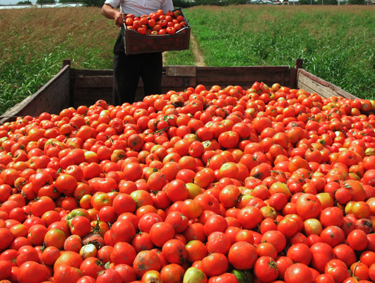 Figura 1: ¿Puede estudiar solamente 25 tomates decirnos algo acerca de las características de toda la cosecha de tomates? En situaciones como estas, científicos pueden utilizar estadística inferencial para ayudar a organizar sus datos.