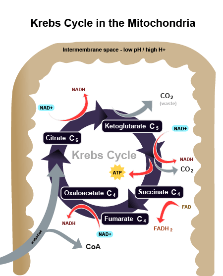 Figure 3: The Krebs Cycle within the mitochondria, showing the generation of NADH and FADH2 molecules.