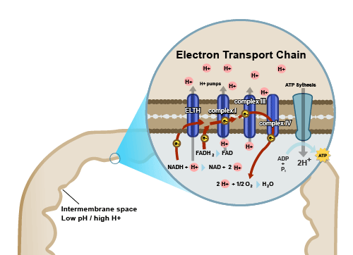 Figure 4: At the barrier to the intermembrane space of the mitochondria exists the Electron Transport Chain (ETC), where electrons move through a series of special enzymes. Both NADH and FADH2 unload their high-energy electrons to the ETC.