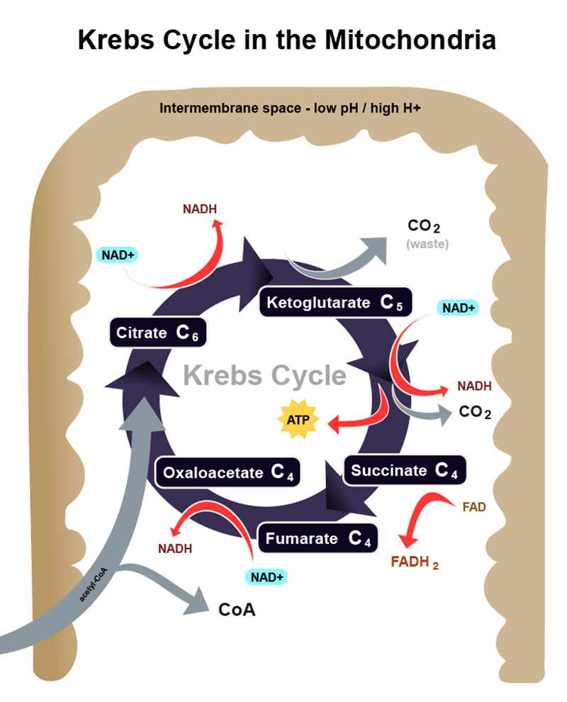 Figura 3: El ciclo de Krebs dentro de la mitocondria, que muestra la generación de moléculas NADH y FADH2.