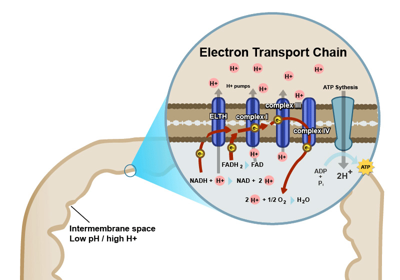 Figura 4: En la barrera del espacio intermembrana de las mitocondrias existe la Cadena de Transporte de Electrones (ETC), donde los electrones se mueven a través de una serie de enzimas especiales. Tanto NADH como FADH2 descargan sus electrones de alta energía al ETC.