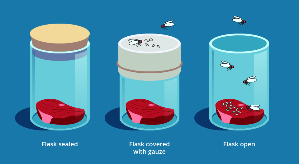 Figure 3: Francesco Redi's spontaneous generation experiment using jars of meat. In the first jar, with the meat sealed inside by a stopper, maggots did not appear on the meat; in the second jar, covered with mesh, maggots also did not appear on the meat; but in the third jar, without a cover, maggots did appear on the meat and developed into flies.
