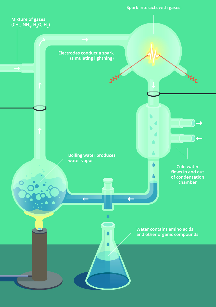 Figure 7: Miller and Urey's experiment to test the Oparin-Haldane hypothesis by recreating early Earth's atmosphere and adding ultraviolet light and electric currents.