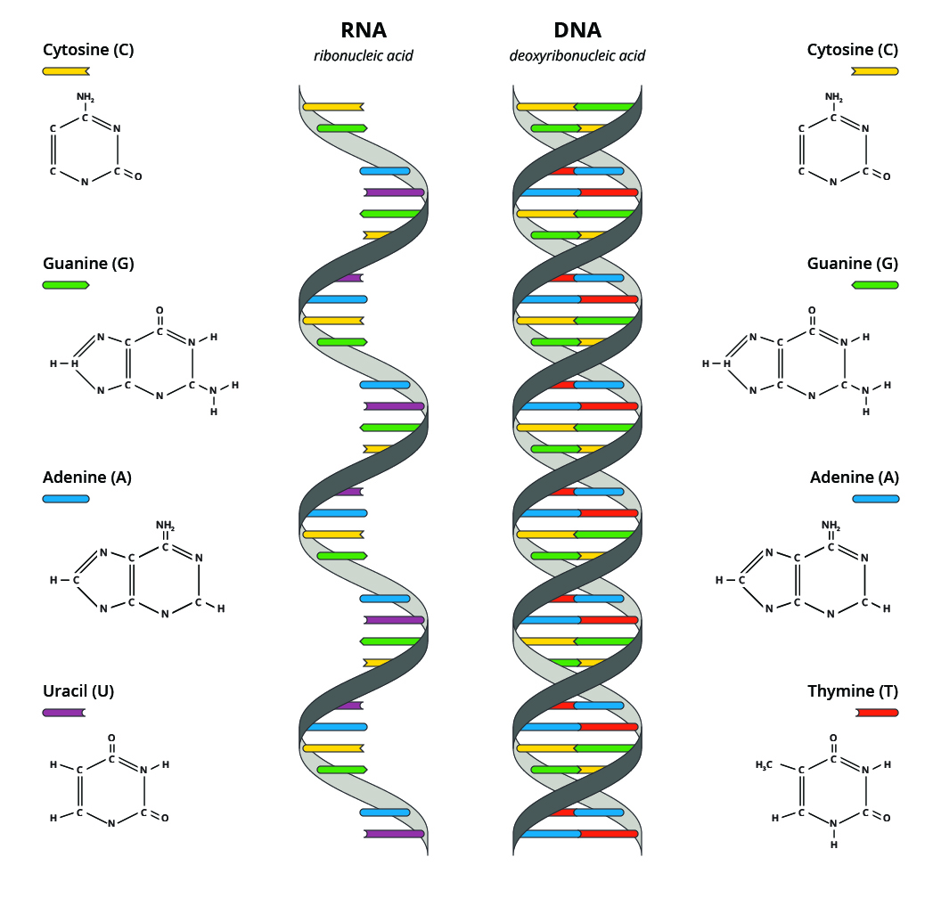 Figure 8: A comparison of Ribonucleic acid (RNA) and Deoxyribonucleic acid (DNA).

