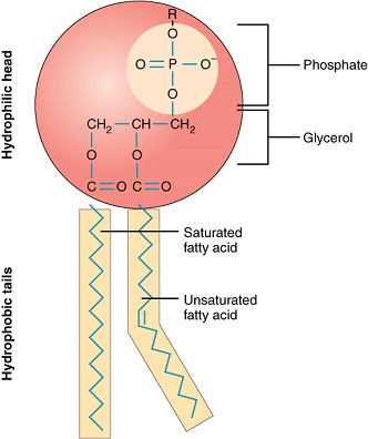 Figure 1: A phospholipid. Note the hydrophilic, or water loving, 