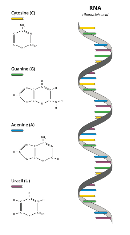 Figure 6: A single strand of ribonucleic acid (RNA) showing the four bases: adenine (A), cytosine (C), guanine (G), and uracil (U).
