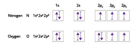 Figure 7: An illustration of Hund's Rule showing the placement of electrons in various orbitals of nitrogen (N) and oxygen (O).